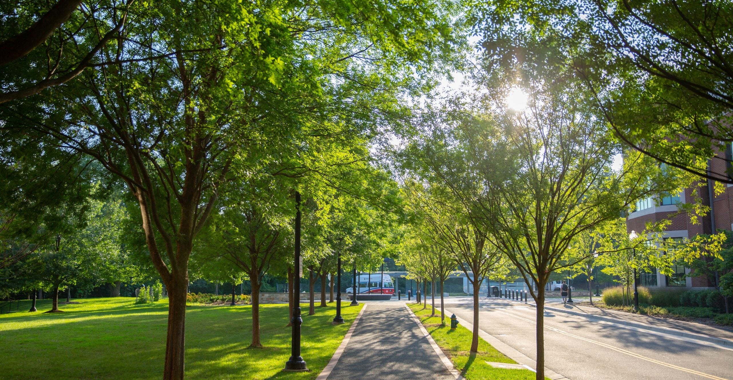 Campus path to McDonough Bus Turnaround, lined with trees.